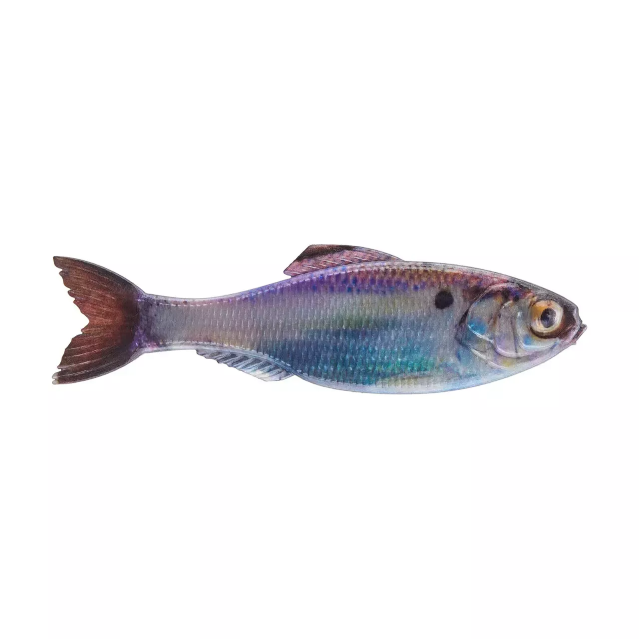 6th Sense Panorama 2.8″ Live Gizzard Shad PANO50-LGZ