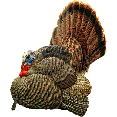 Avian-X AVX-AVX8004 Strutter Turkey Decoy, Black