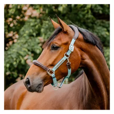 HORSEWARE IRELAND Horseware Signature Competition Headcollar (DHHMM1)